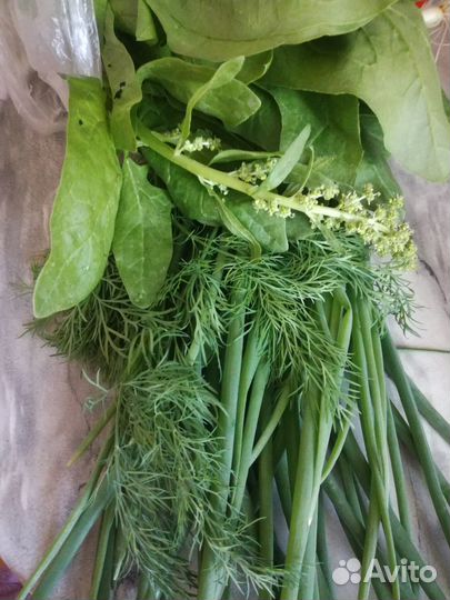Шпинат свежий,мята,укроп,петрушка
