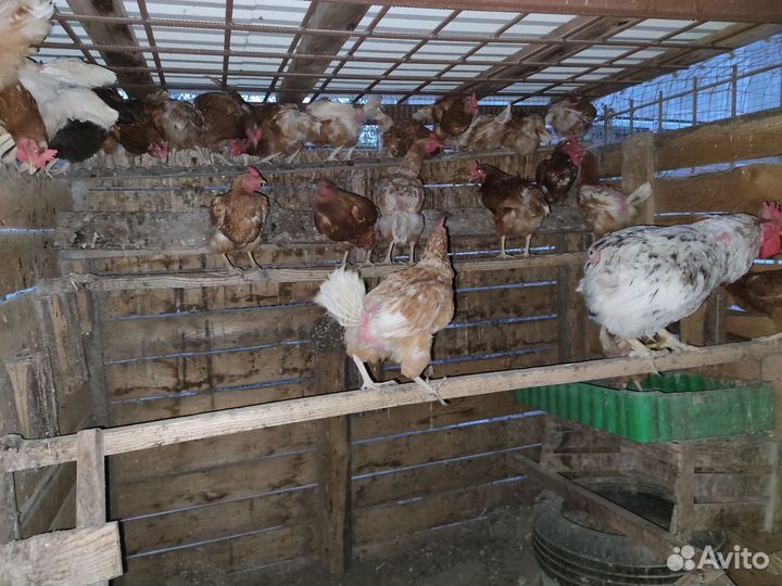 Куры несушки продам