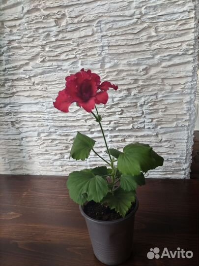 Королевская пеларгония