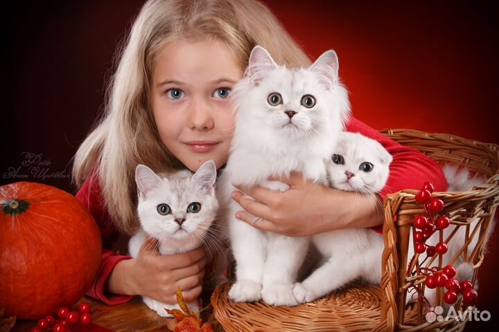 Уникальный фотопроект этой осени Аналогов нет