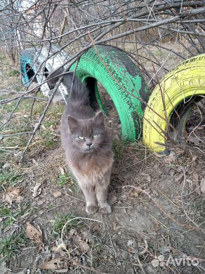 Котёнок ищет родителей