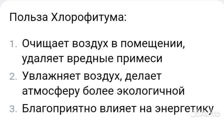 Хлорофитум