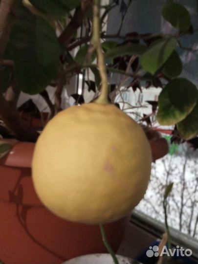 Лимонное дерево