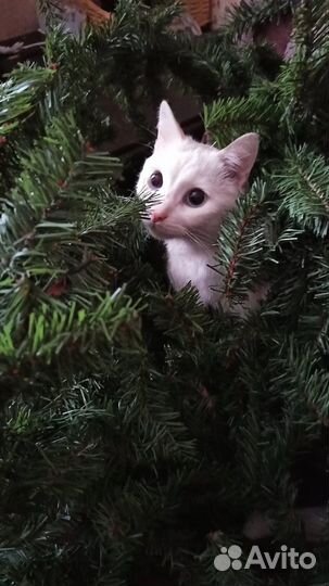 Передержка для кошек и собак