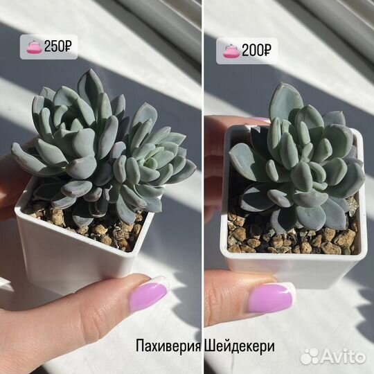 Суккуленты эхеверия пахиверия граптоседум