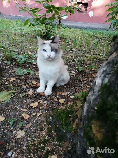 Кошка в дар бесплатно