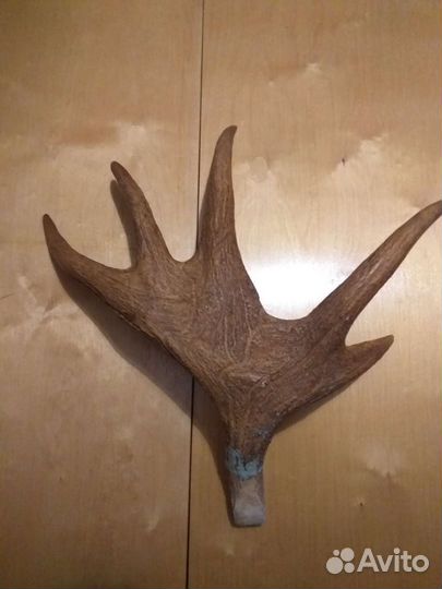 Рога лося