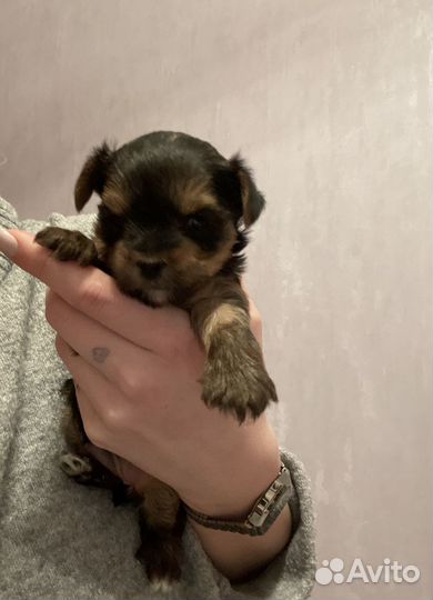 Йокширский терьер щенки