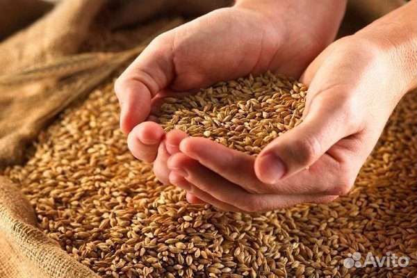 Зерно пшеница ячмень 10 р