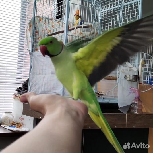 Ожереловый попугай