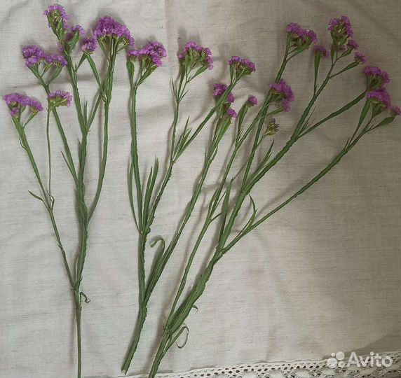 Статица сухоцвет