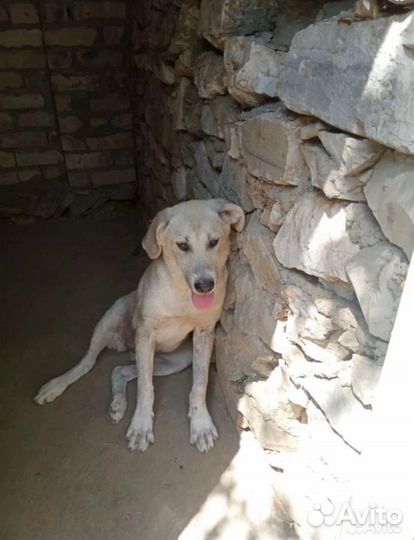 Собака из приюта