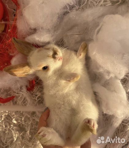 Декоративный цветной кролик объявление продам