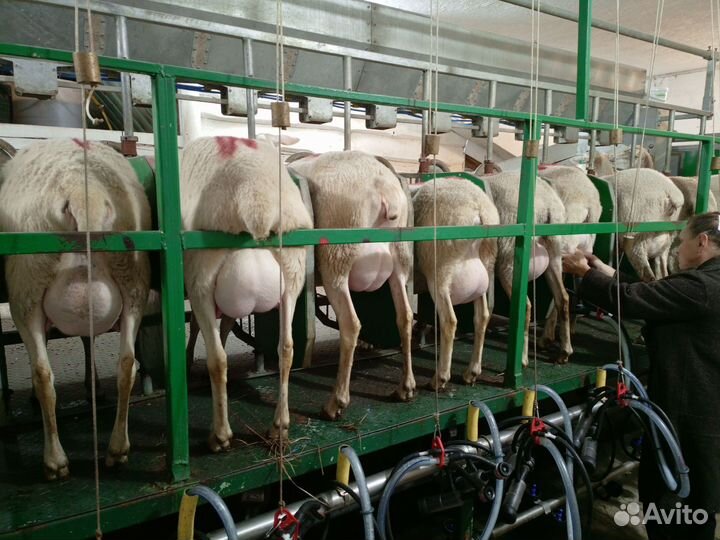 Молоко от наших овечек