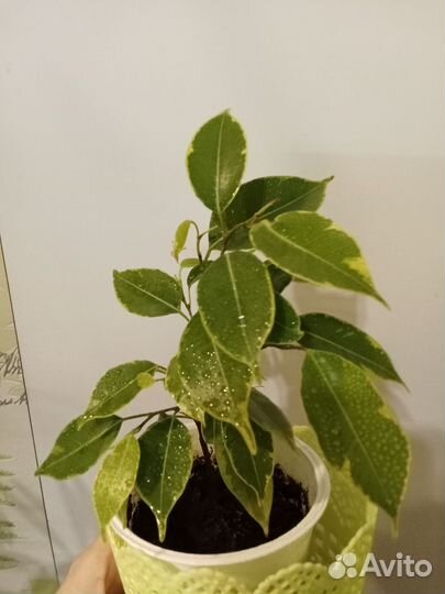 Фикус Бенджамина пестролистный