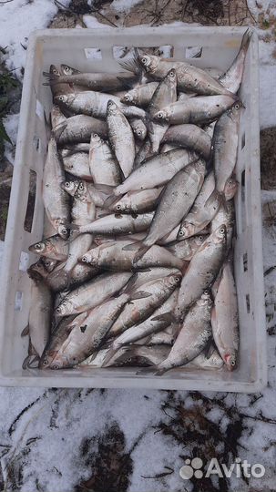 Рыба пелядь(сырок)