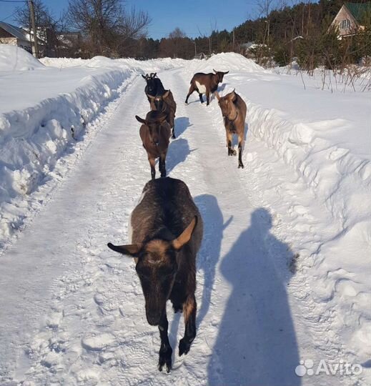 Козье молоко