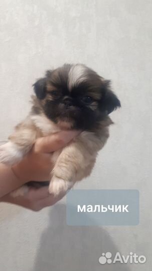 Щенки пекинеса