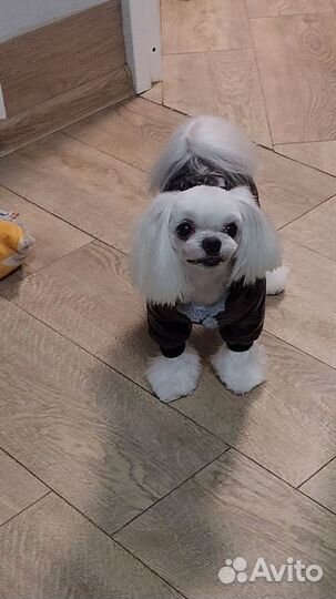 Мальчик мальтезе для вязки