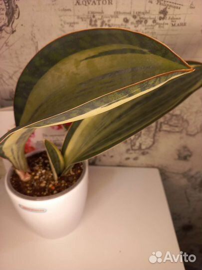 Сансевиерия Массониана вайт вариегата