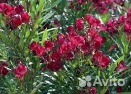 Саженцы олеандров оптом разные цвета
