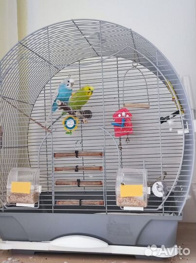 Волнистый попугай с клеткой