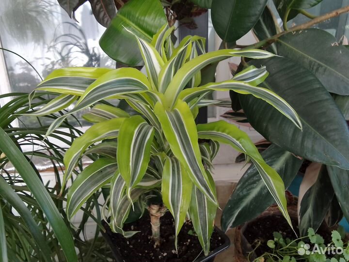 Излишки комнатных цветов