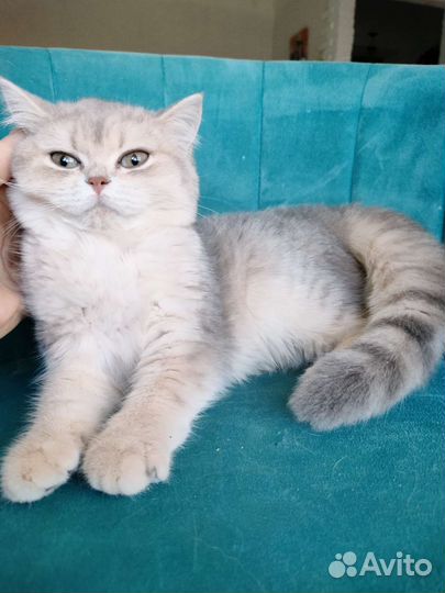 Голубое золото кошка