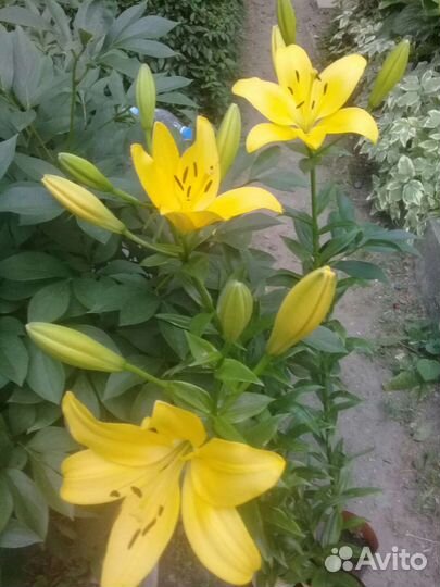 Лилейник и его садовые друзья