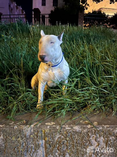 Бультерьер вязка