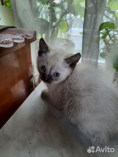 Котята в добрые руки даром бесплатно