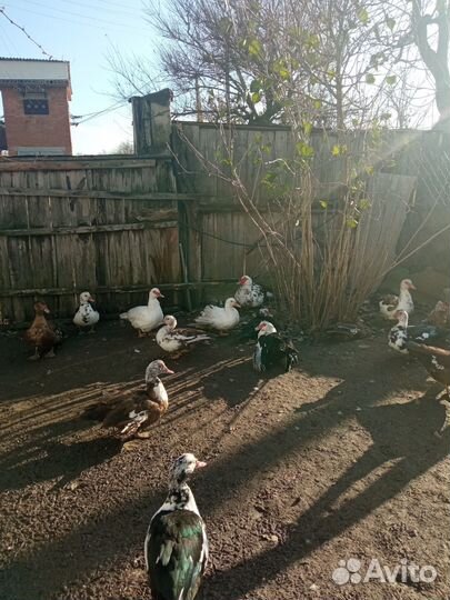 Мускусные утки тяжелые линии