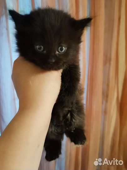 Сиамская кошечка