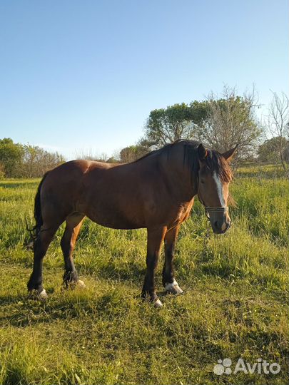 Продам кобылу