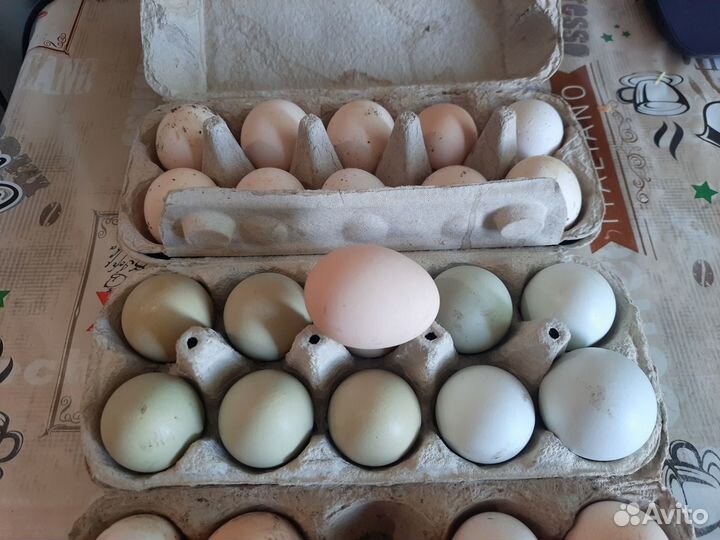 Домашние куриные яйца