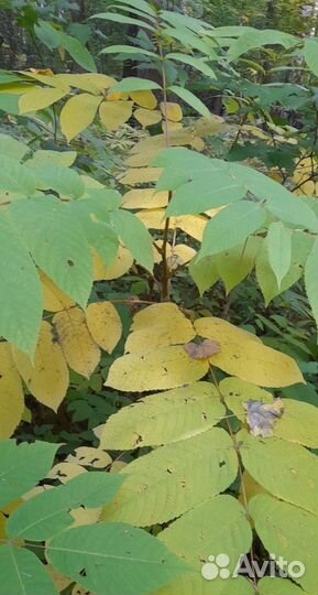 Семена ореха серого