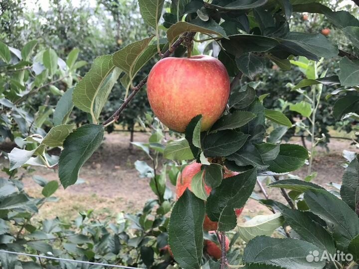 Яблоки оптом