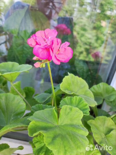 Пеларгония герань