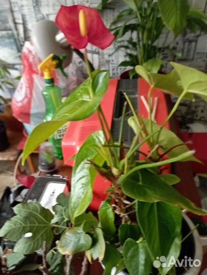 Гибискус Антуриум Фикус зомиокулькас
