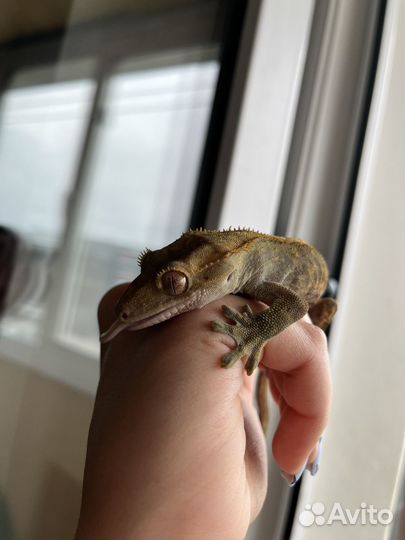 Реснитчатый бананоед геккон с террариумом