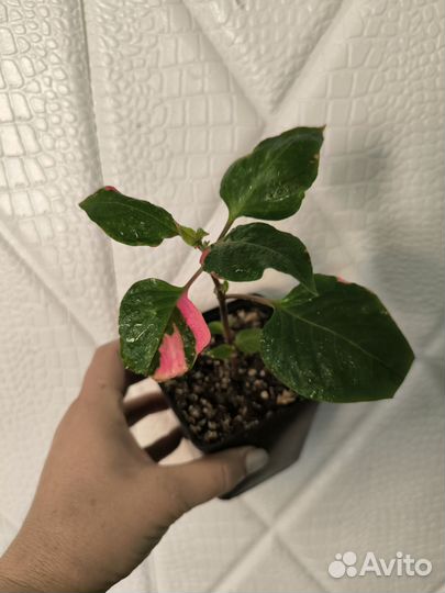 Альтернатера