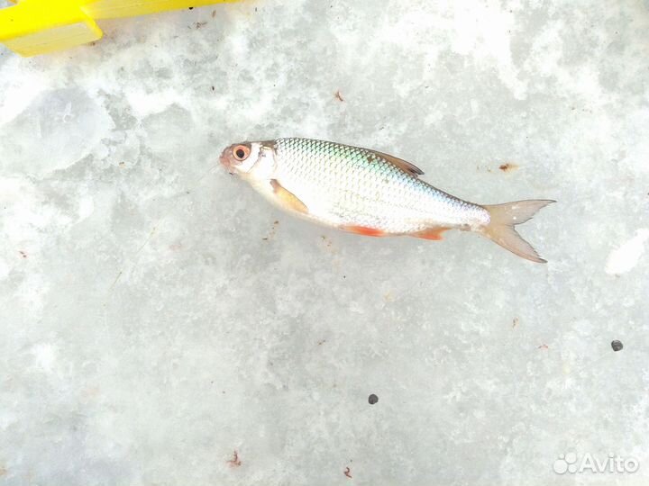 Самоклев зимняя удочка для ловли плотвы