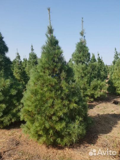 Сосна веймутова Высота от 150см