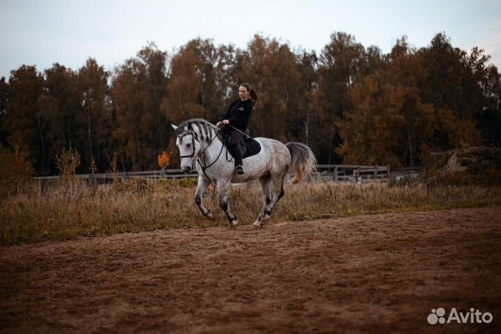 Лошадь в аренду