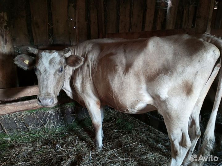 Корова дойная