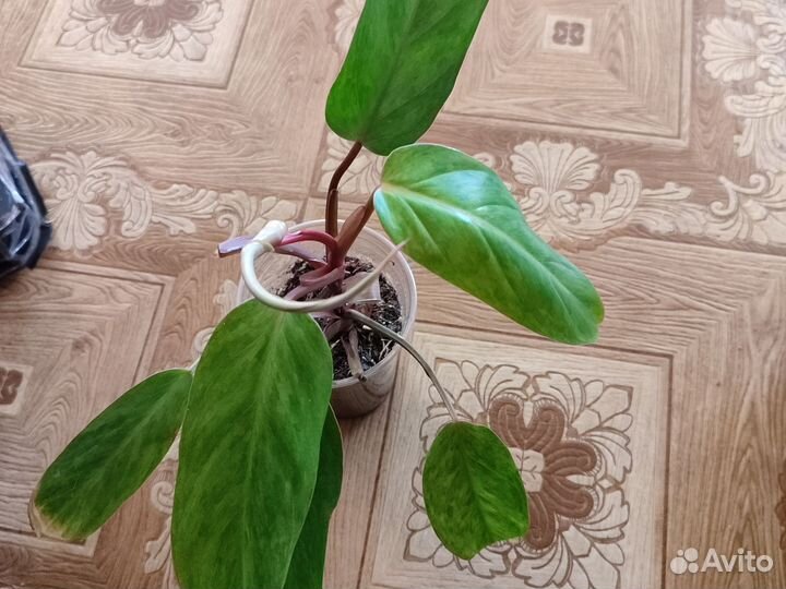 Филодендрон медуза