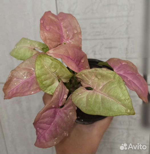 Комнатные цветы много разных