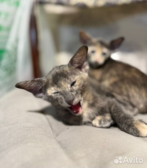 Ориентальные котята