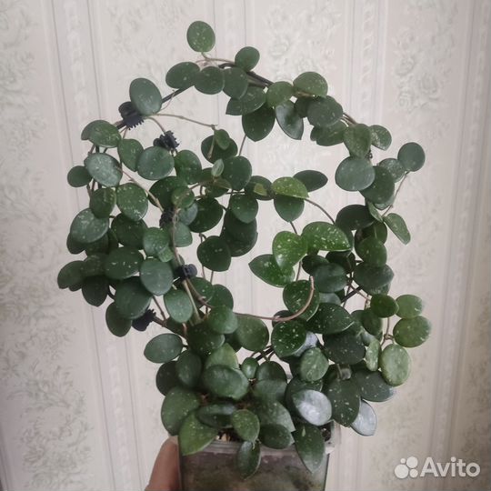 Хойя Матильда