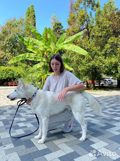 Хаски в добрые руки